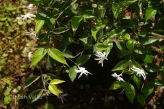 Jasminum laurifolium f. nitidum